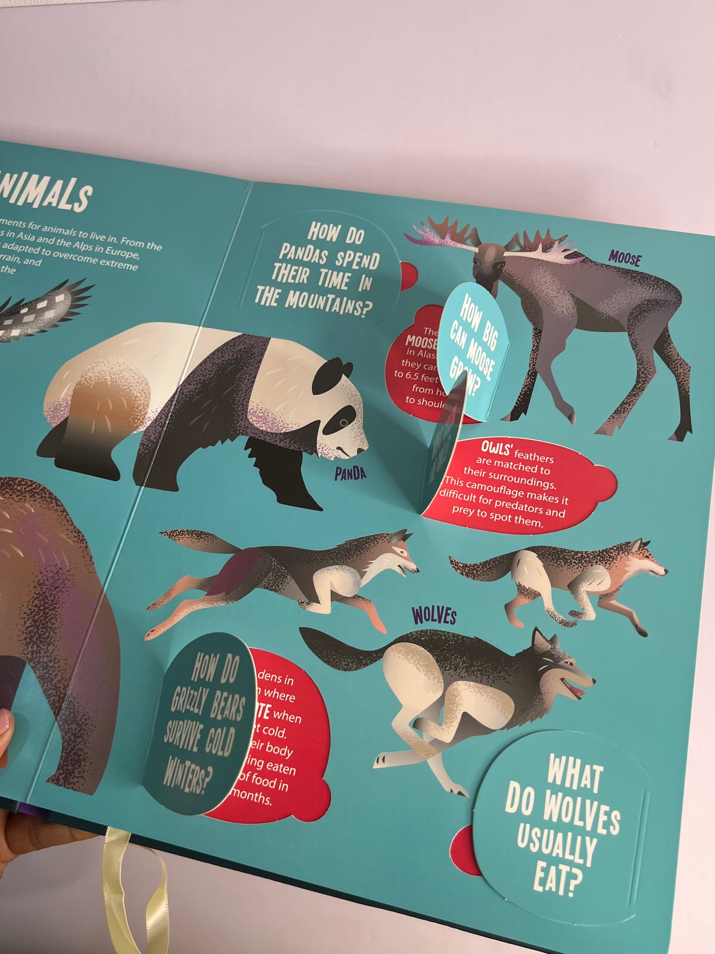 Seek And Find Torch Books-Boardbooks