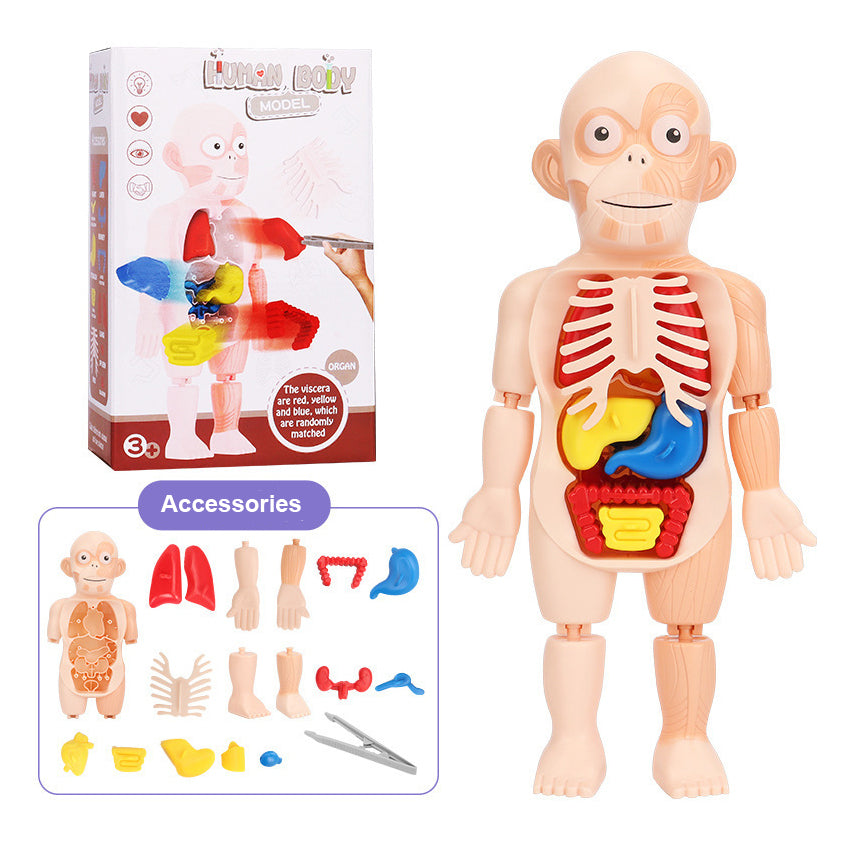 Human Body Organ Model Toy – 3D Anatomy Puzzle for Kids