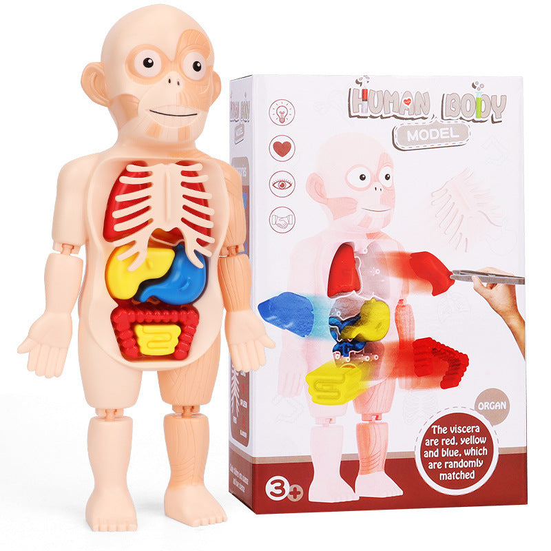 Human Body Organ Model Toy – 3D Anatomy Puzzle for Kids