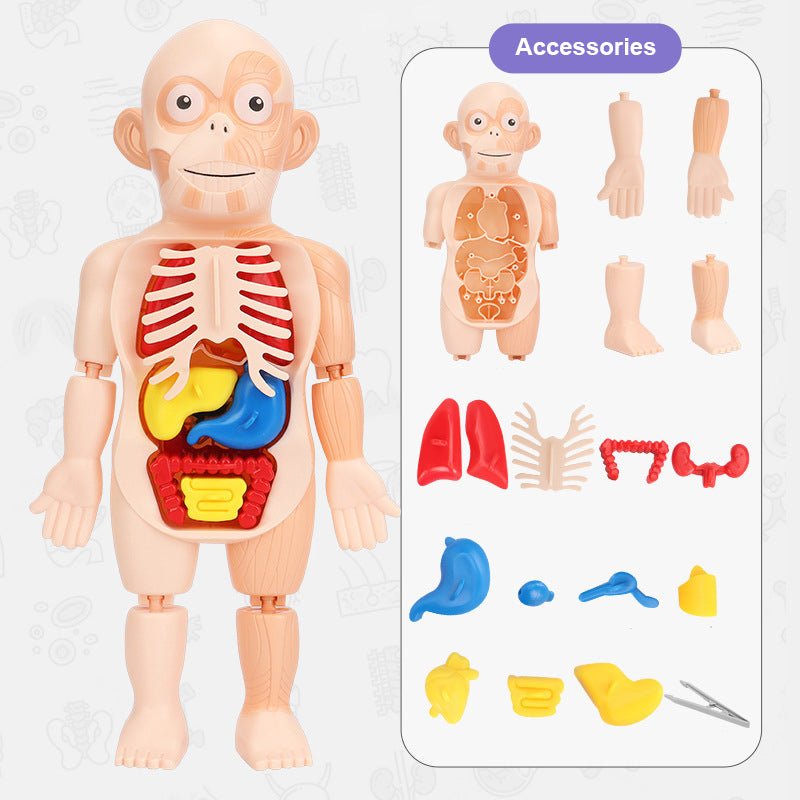 Human Body Organ Model Toy – 3D Anatomy Puzzle for Kids