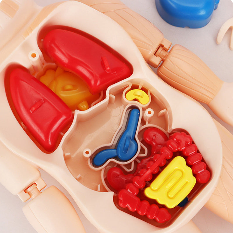 Human Body Organ Model Toy – 3D Anatomy Puzzle for Kids