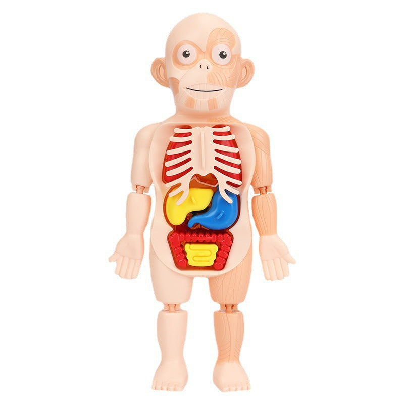 Human Body Organ Model Toy – 3D Anatomy Puzzle for Kids