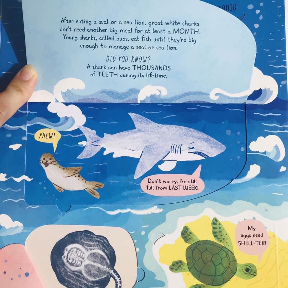 Usborne Questions And Answers-Boardbook Lift The Flap