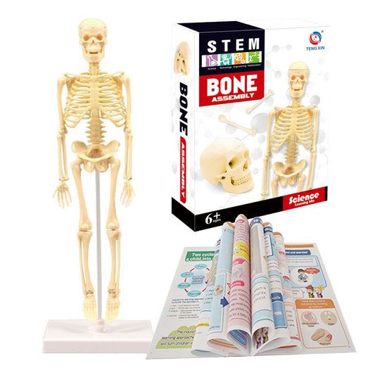 STEM Skeleton Assembly Kit – DIY Human Bones Model for Kids (Age 6+)