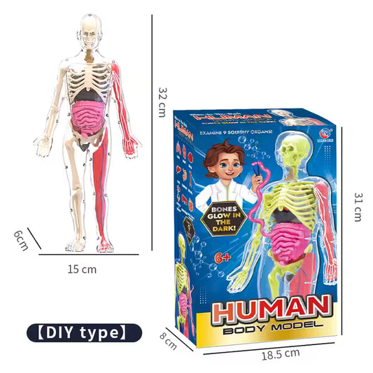Glow-in-the-Dark Human Body Anatomy Toy – Mini Skeleton & Organ Assembly Set