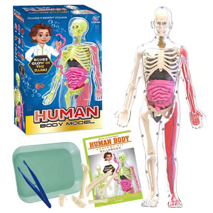 Glow-in-the-Dark Human Body Anatomy Toy – Mini Skeleton & Organ Assembly Set