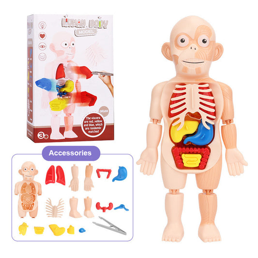 Human Body Organ Model Toy – 3D Anatomy Puzzle for Kids