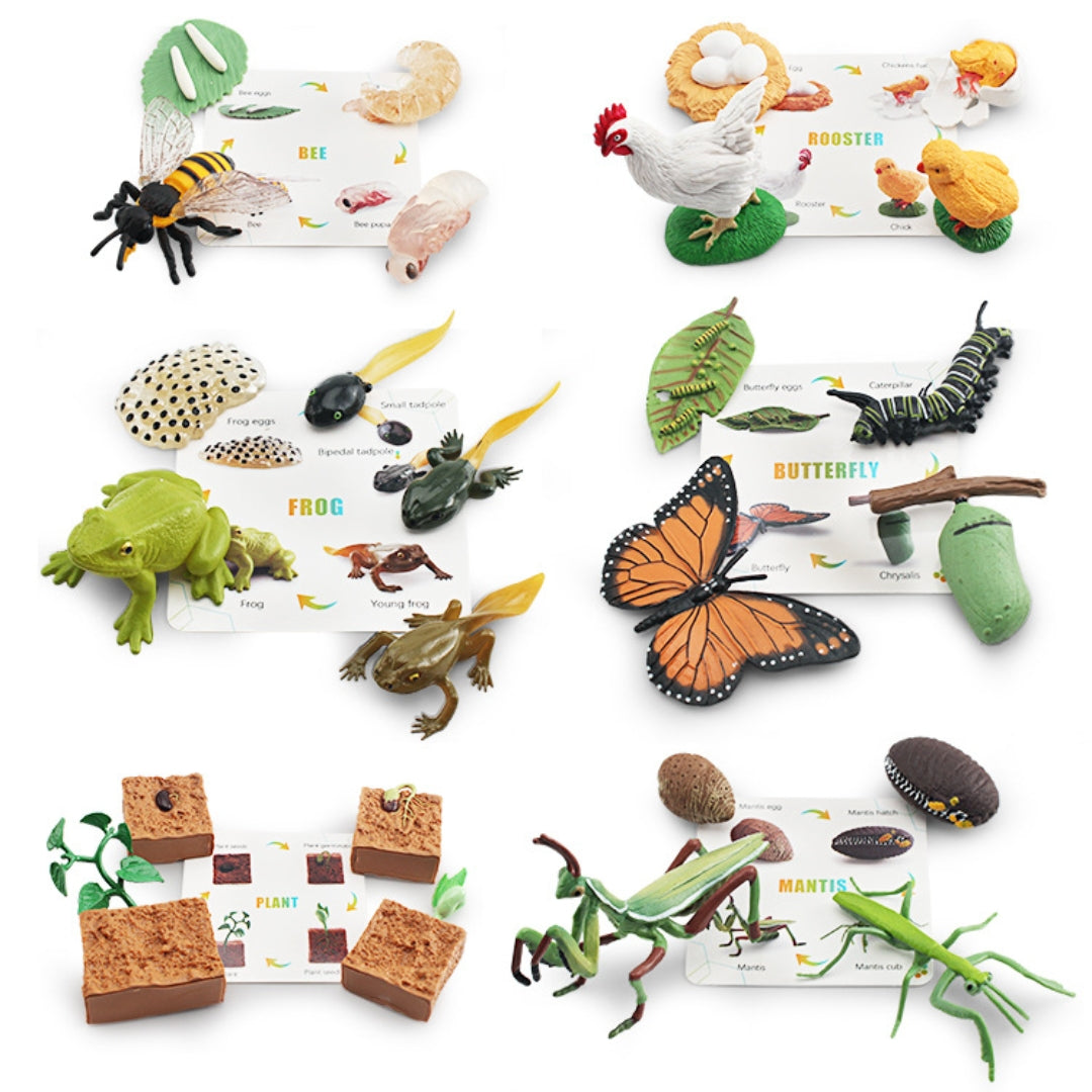 Montessori Animal Life Cycle Figurines with Cards – Learn Frog, Butterfly, Plant, Bee & More